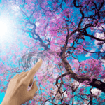 Japanese Sakura Garden for PC Japanese Sakura Garden for PC