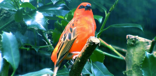 3D Live Bird Keyboard Theme - Parrots, Fody, Cute PC screenshot 3D Live Bird Keyboard Theme - Parrots, Fody, Cute PC screenshot