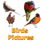 Birds Names with Pictures for Kids for PC