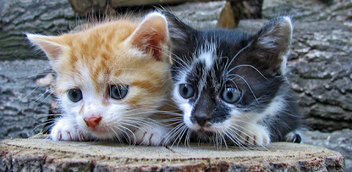 Jigsaw Puzzles Offline PC screenshot