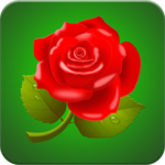 Rose Wallpaper HD icon