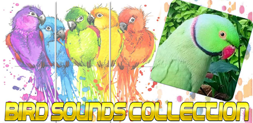 Indian Ringneck Parrot : Indian Ringneck Talking PC screenshot