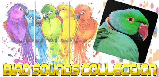 Rose Ringed Parakeet Call :Ringneck Parrot Talking PC screenshot