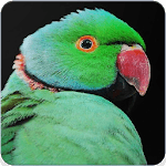 Rose Ringed Parakeet Call :Ringneck Parrot Talking for PC