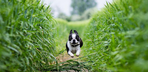 Dog Whistle HD PC screenshot