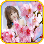 Sakura Flower Photo Frames for PC Sakura Flower Photo Frames for PC