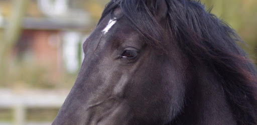 Black horse Wallpapers PC screenshot