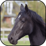 Black horse Wallpapers for PC