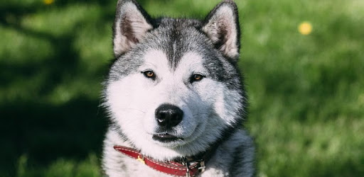 Husky Dog Wallpapers PC screenshot