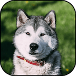 Husky Dog Wallpapers icon