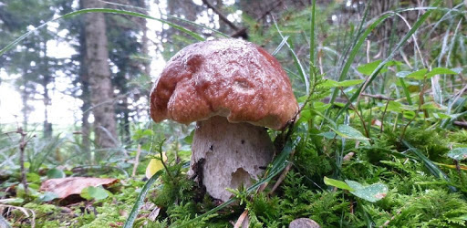Myco free - Mushroom Guide PC screenshot