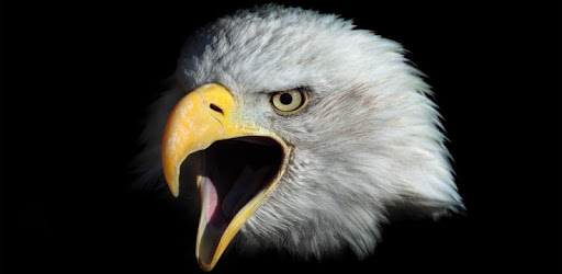Eagle 3D Video Live Wallpaper PC screenshot Eagle 3D Video Live Wallpaper PC screenshot