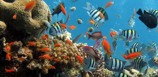 Divers Guide PC screenshot Divers Guide PC screenshot