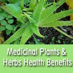 Medicinal Plants & Herbs Health Benefits and Uses icon
