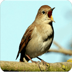 Chirping Bird Nightingale New for PC