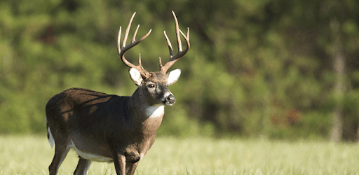 Whitetail Deer Calls PC screenshot