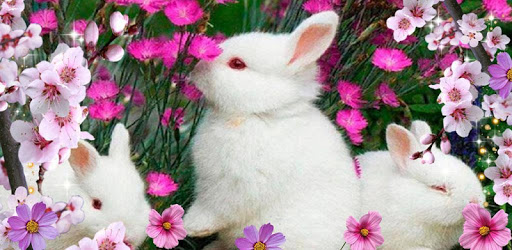 Funny Bunnies live wallpaper PC screenshot