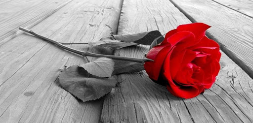 Happy Rose Day Images 2018 PC screenshot