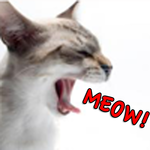 The Cat's Meow for PC The Cat's Meow for PC
