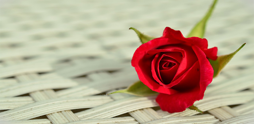 Roses Images,Love Rose flower Images,Rose Red PC screenshot Roses Images,Love Rose flower Images,Rose Red PC screenshot