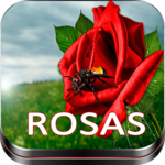 Roses Images,Love Rose flower Images,Rose Red for PC Roses Images,Love Rose flower Images,Rose Red for PC