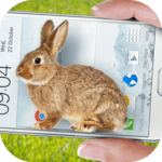 Bunny in Phone Cute joke icon