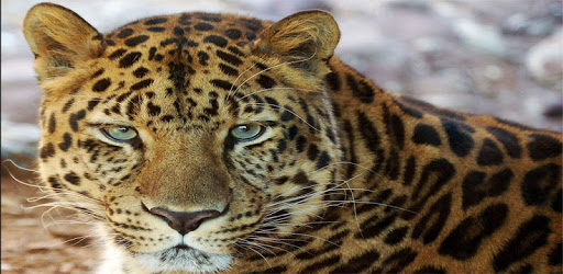 HD Animals Wallpapers PC screenshot HD Animals Wallpapers PC screenshot