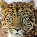HD Animals Wallpapers for PC HD Animals Wallpapers for PC