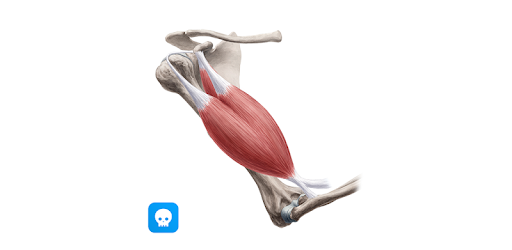 Daily Anatomy: Flashcard Quizzes to Learn Anatomy PC screenshot Daily Anatomy: Flashcard Quizzes to Learn Anatomy PC screenshot
