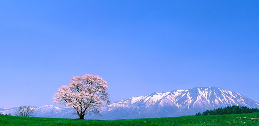 MinaNo Nihongo 50 Lessons PC screenshot