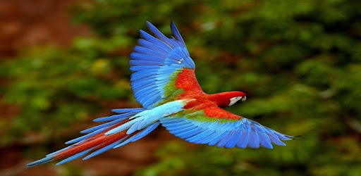 Birds sounds ringtones best PC screenshot