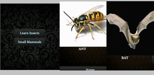 Learn Insects and Mammals PC screenshot