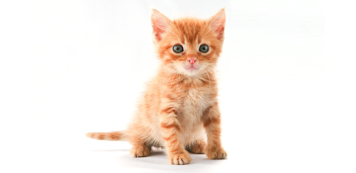Kitten Sounds PC screenshot