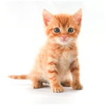 Kitten Sounds for PC
