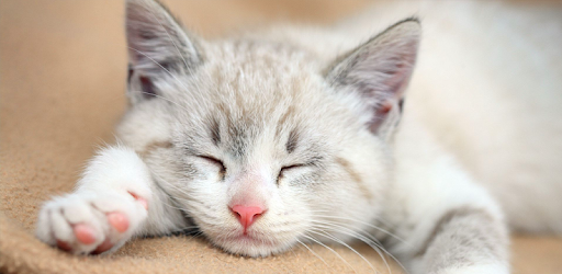 Kitten Wallpapers PC screenshot Kitten Wallpapers PC screenshot