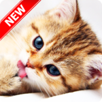 Kitten Wallpapers for PC Kitten Wallpapers for PC