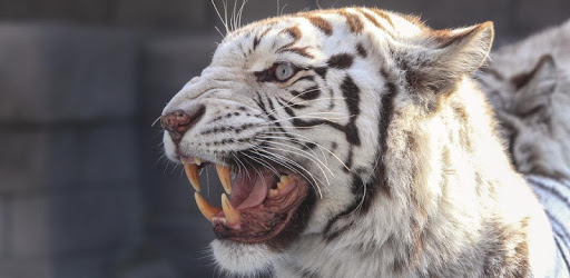 Bengal tiger live wallpaper PC screenshot Bengal tiger live wallpaper PC screenshot