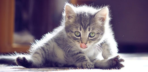 Funny Cat Live Wallpaper PC screenshot