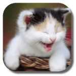 Funny Cat Live Wallpaper for PC