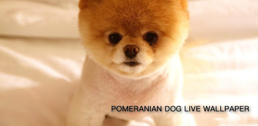 Pom Dog Live Wallpaper PC screenshot Pom Dog Live Wallpaper PC screenshot