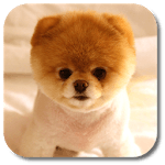 Pom Dog Live Wallpaper for PC Pom Dog Live Wallpaper for PC