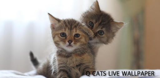 Q Cats Live Wallpaper PC screenshot Q Cats Live Wallpaper PC screenshot