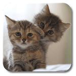 Q Cats Live Wallpaper icon