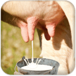 Milk Cow Game for PC