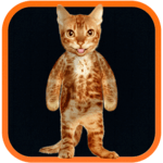 Real Talking Cat for PC