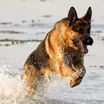 German Shepherd Theme Wallpap icon
