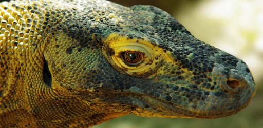 Komodo 9 Chess Engine PC screenshot