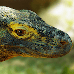 Komodo 9 Chess Engine icon