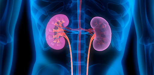 Repair Your Kidneys Naturally PC screenshot Repair Your Kidneys Naturally PC screenshot