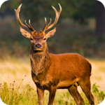 Deer Hunting Season Sniper Hunter 3D 2018 icon